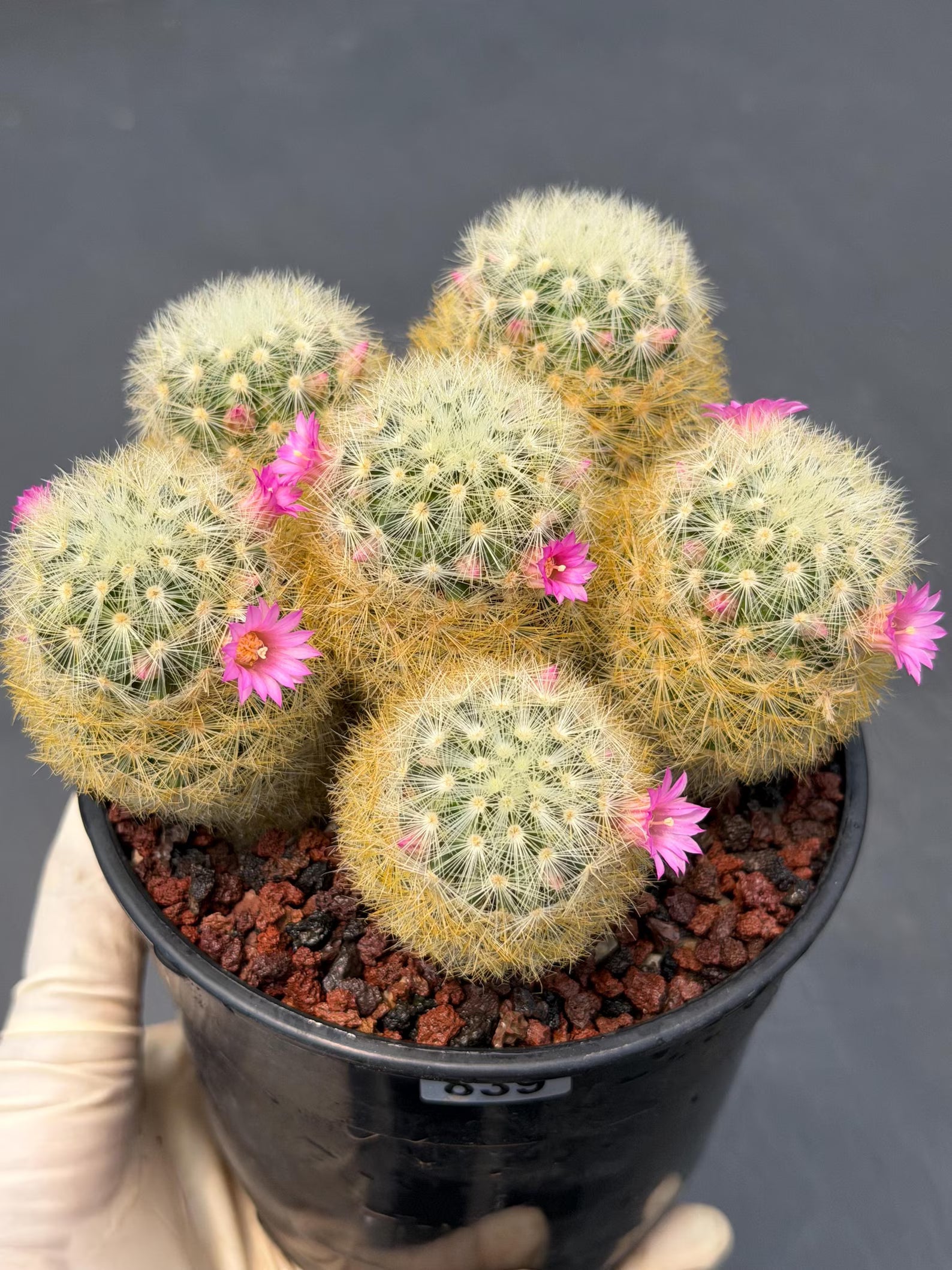 Mammillaria Carmenae Cluster Cactus – Pink Flowers Live Plant #839