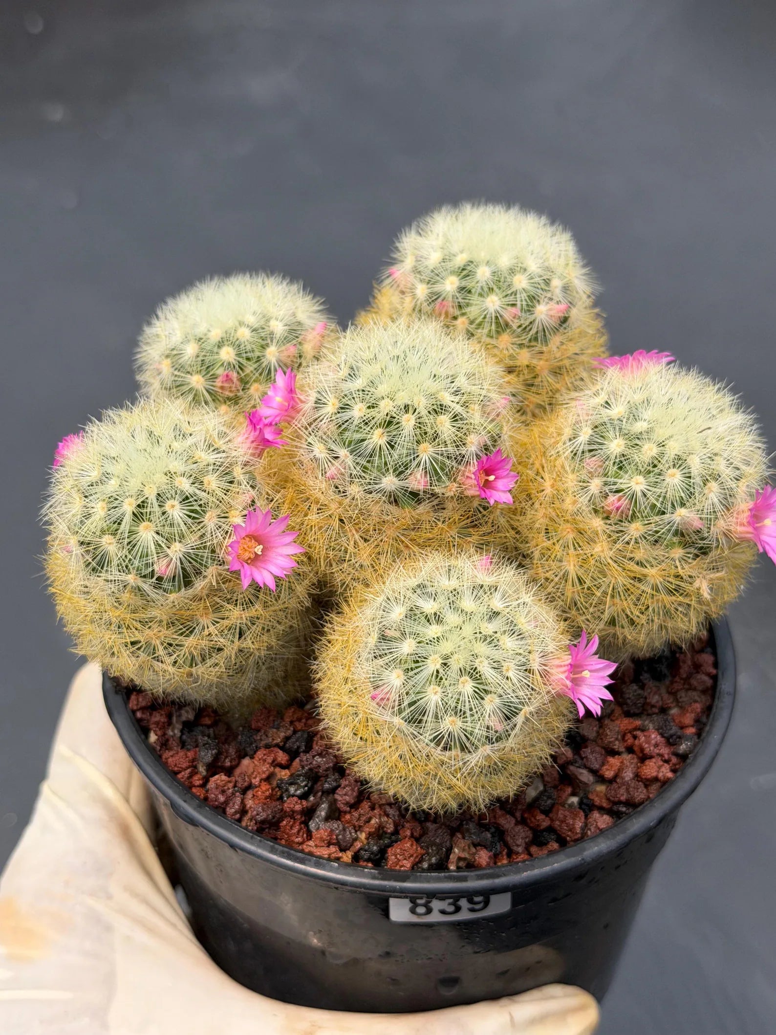 Mammillaria Carmenae Cluster Cactus – Pink Flowers Live Plant #839