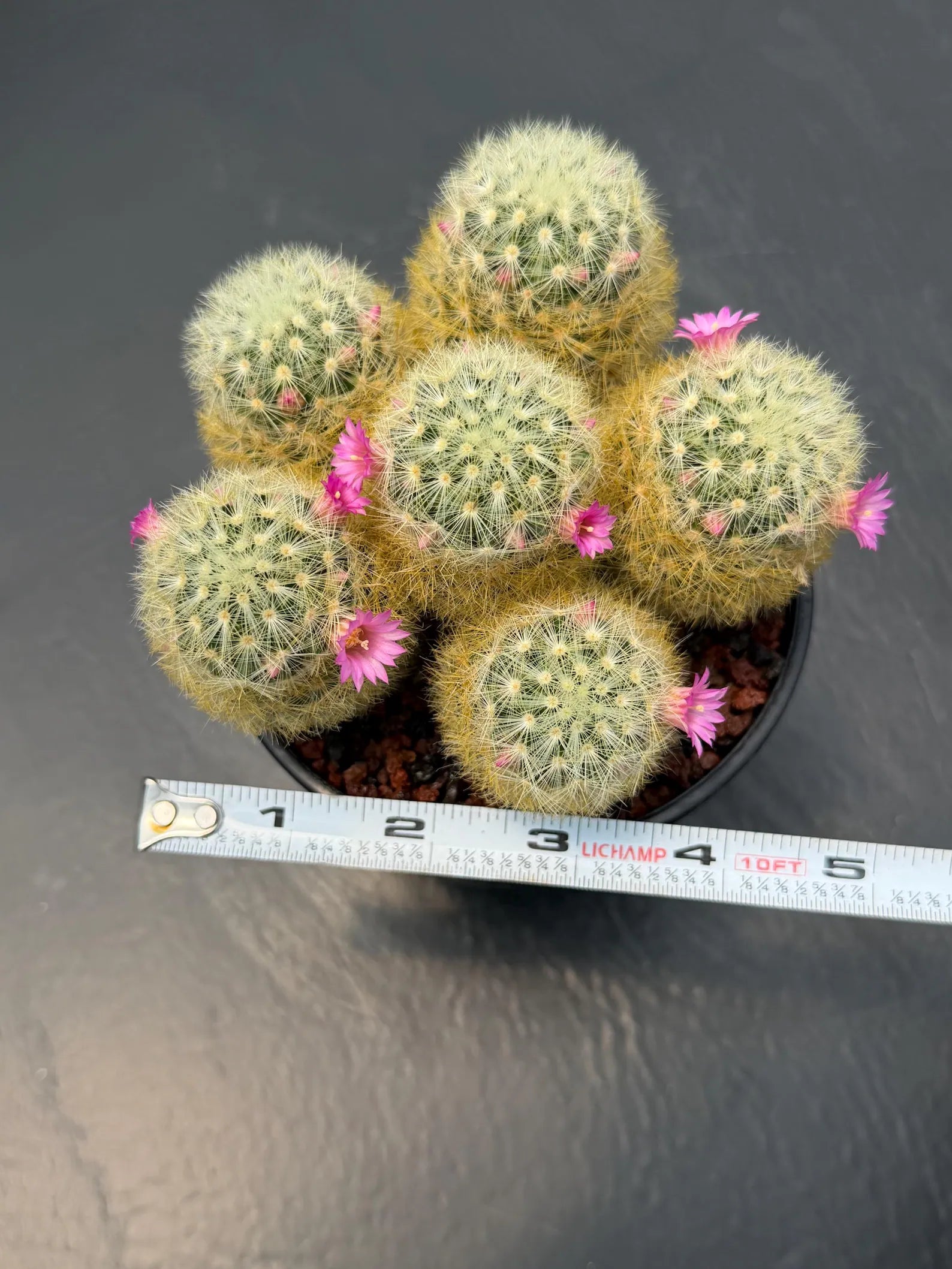 Mammillaria Carmenae Cluster Cactus – Pink Flowers Live Plant #839