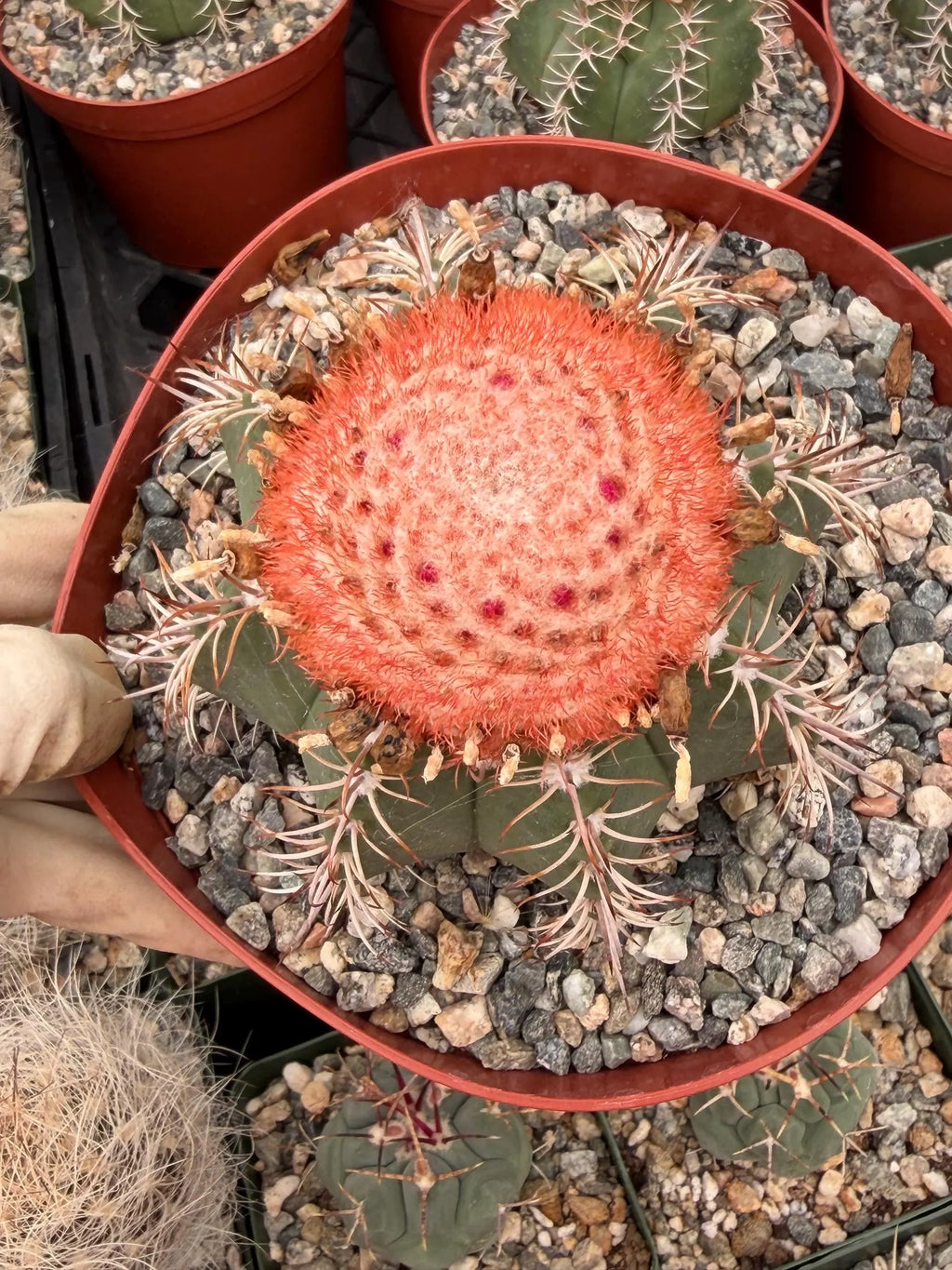 Melocactus Matanzanus | Rare Melon Cactus | Live Cactus Plant