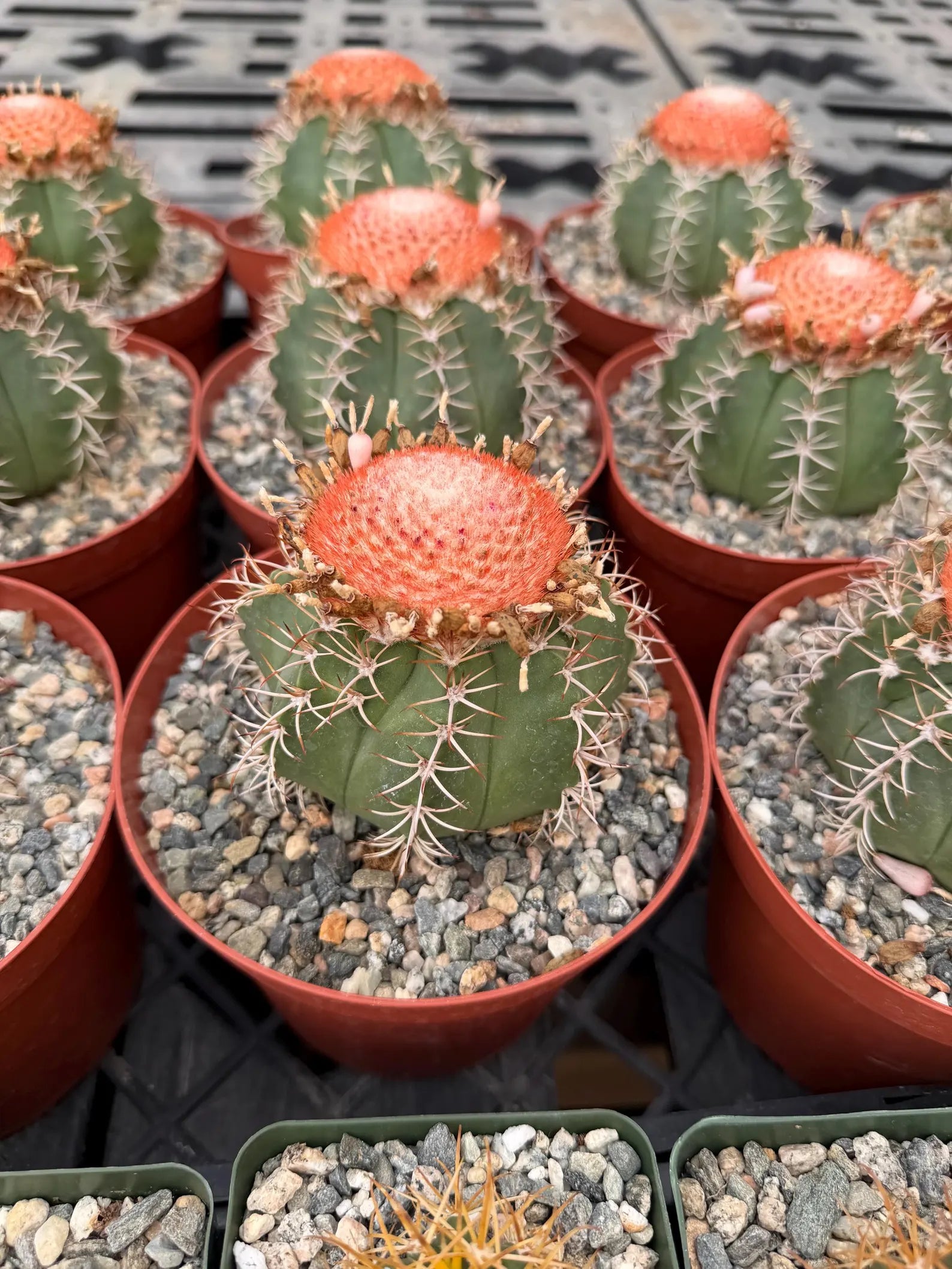 Melocactus Matanzanus | Rare Melon Cactus | Live Cactus Plant