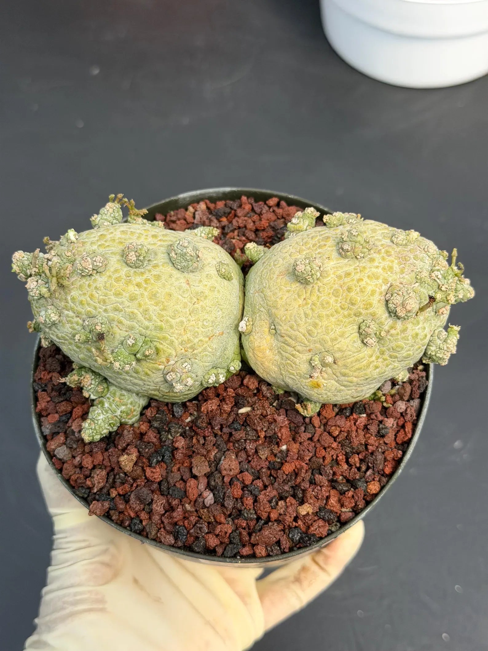 Large Pseudolithos Double Head #851 | Rare Live Succulent | 5" Pot