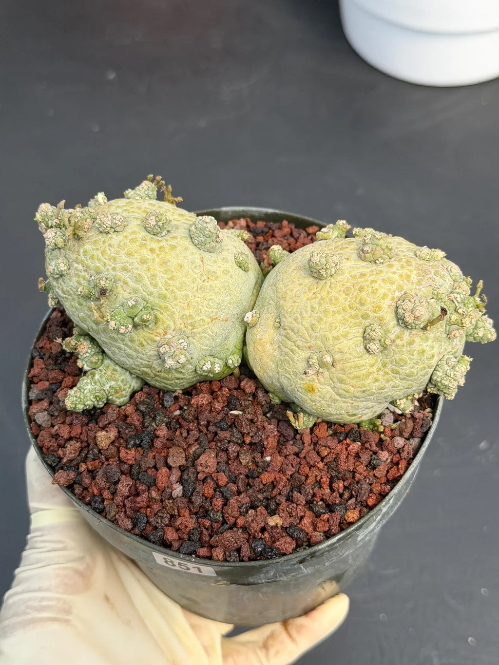 Large Pseudolithos Double Head #851 | Rare Live Succulent | 5" Pot