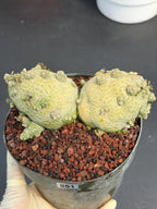 Large Pseudolithos Double Head #851 | Rare Live Succulent | 5" Pot