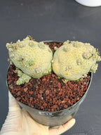 Large Pseudolithos Double Head #851 | Rare Live Succulent | 5" Pot