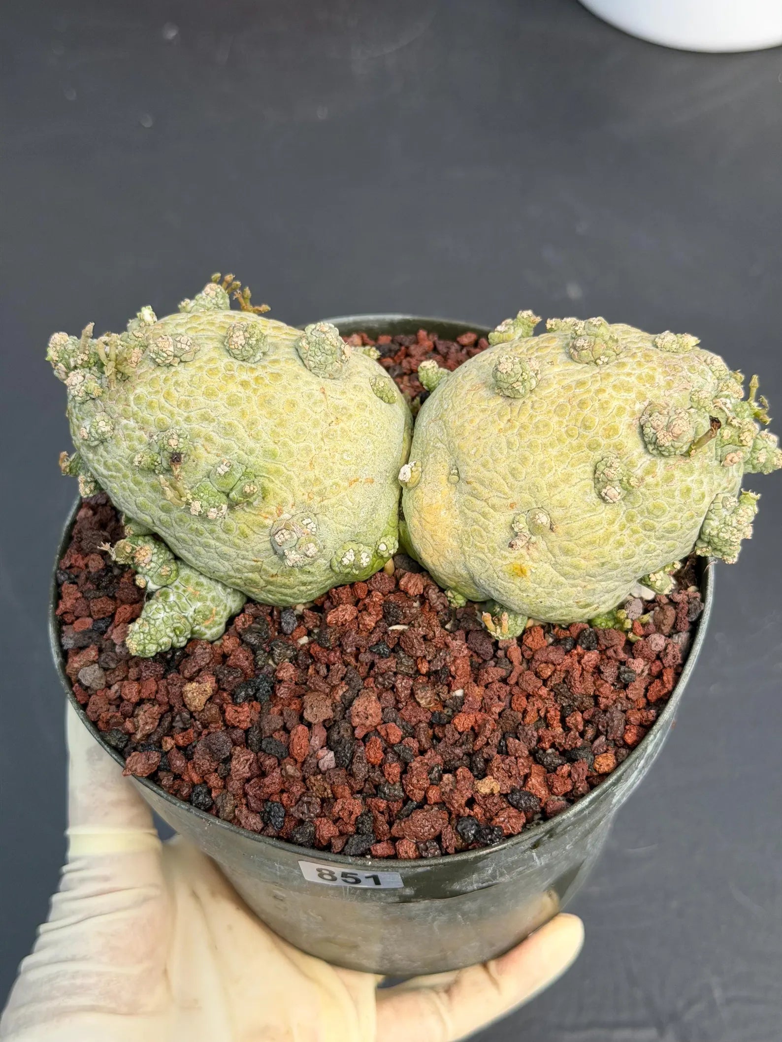 Large Pseudolithos Double Head #851 | Rare Live Succulent | 5" Pot