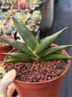 Sansevieria Sawaddee | Rare Snake Plant | Easy Care Houseplant | Live Plant