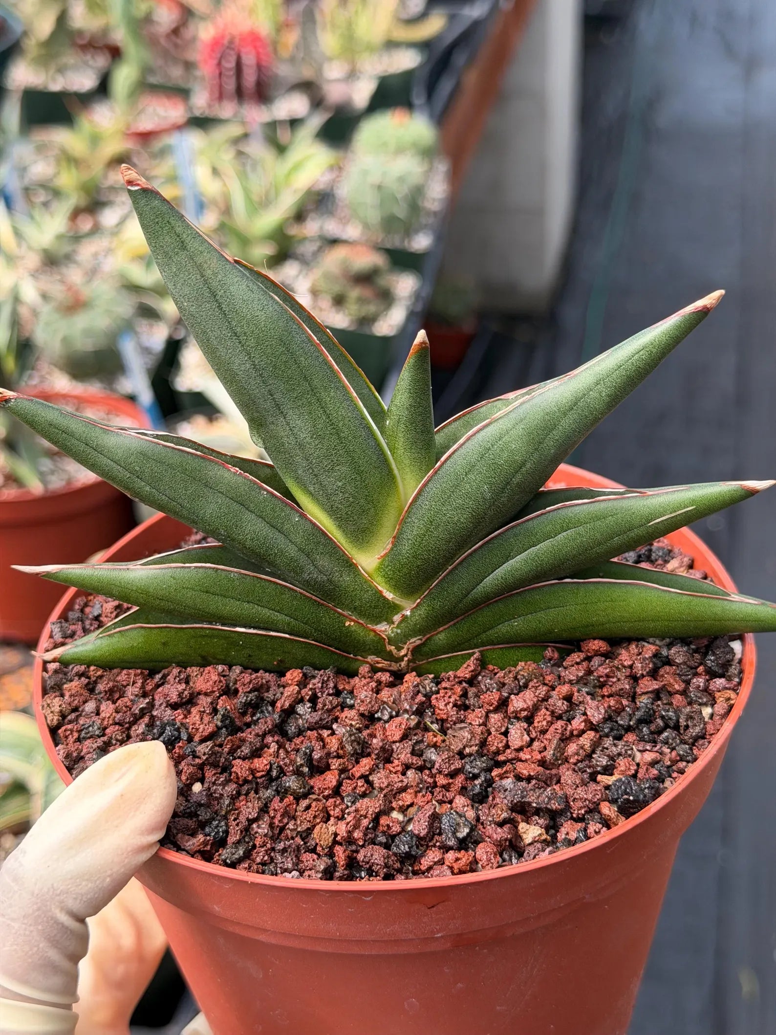 Sansevieria Sawaddee | Rare Snake Plant | Easy Care Houseplant | Live Plant