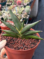 Sansevieria Sawaddee | Rare Snake Plant | Easy Care Houseplant | Live Plant