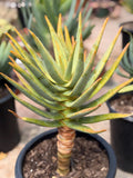 Seed-Grown Aloe Dichotoma Tree Form #108