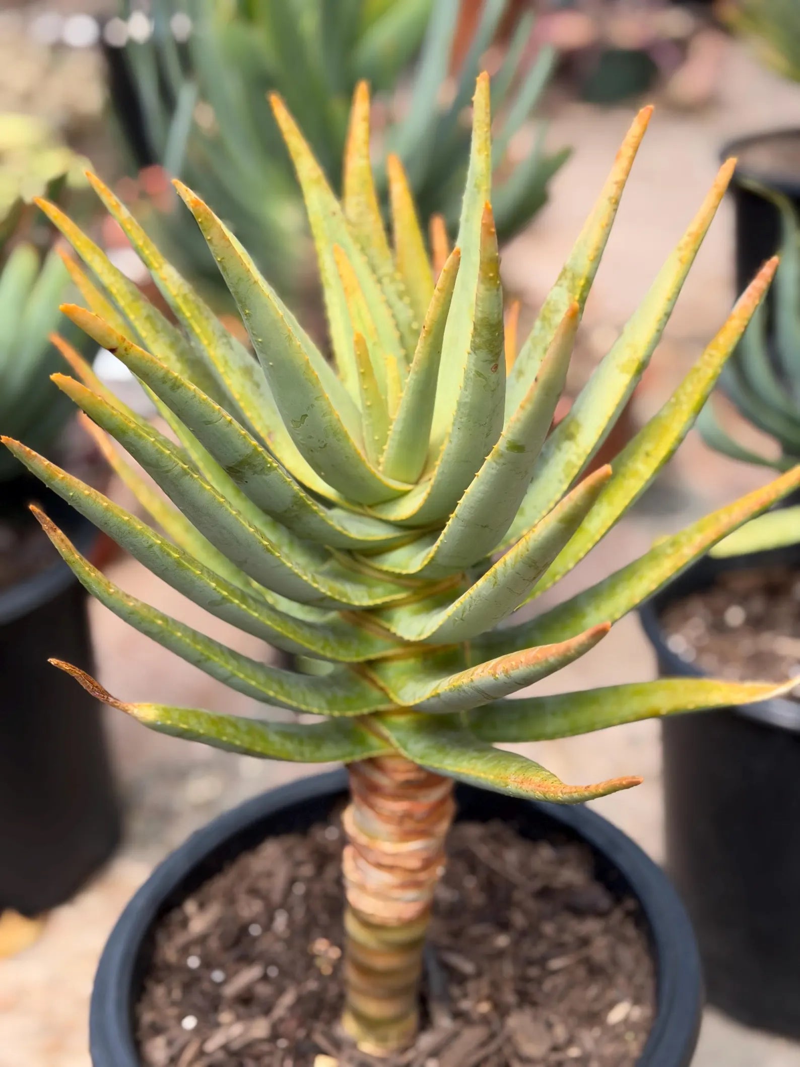 Seed Grown Aloe Dichotoma Tree Form | Live Aloe Plant #108