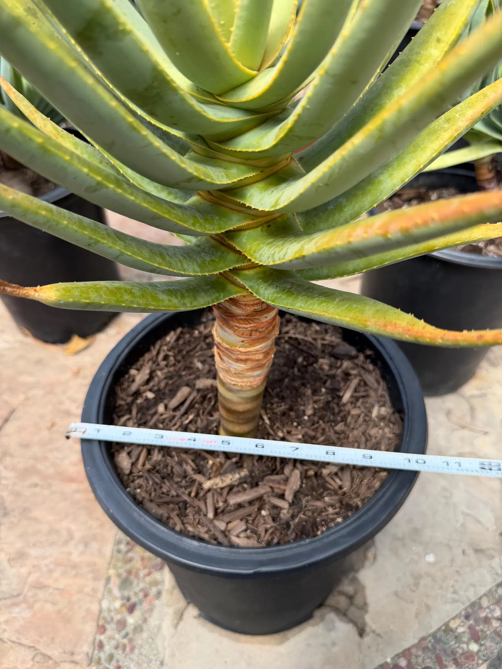 Seed Grown Aloe Dichotoma Tree Form | Live Aloe Plant #108