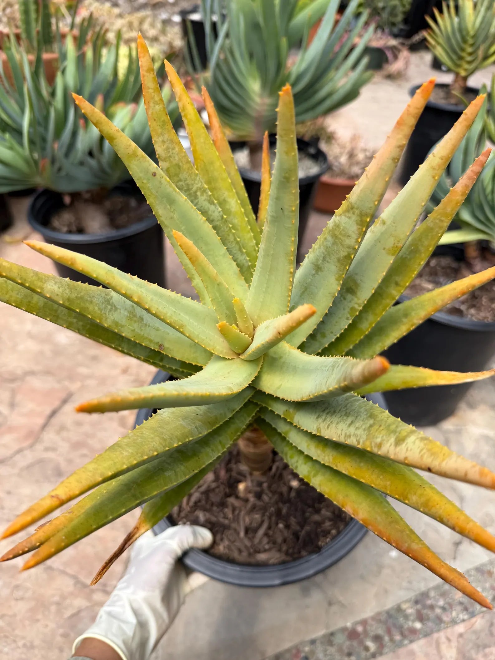 Seed Grown Aloe Dichotoma Tree Form | Live Aloe Plant #108