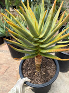 Seed Grown Aloe Dichotoma Tree Form | Live Aloe Plant #108