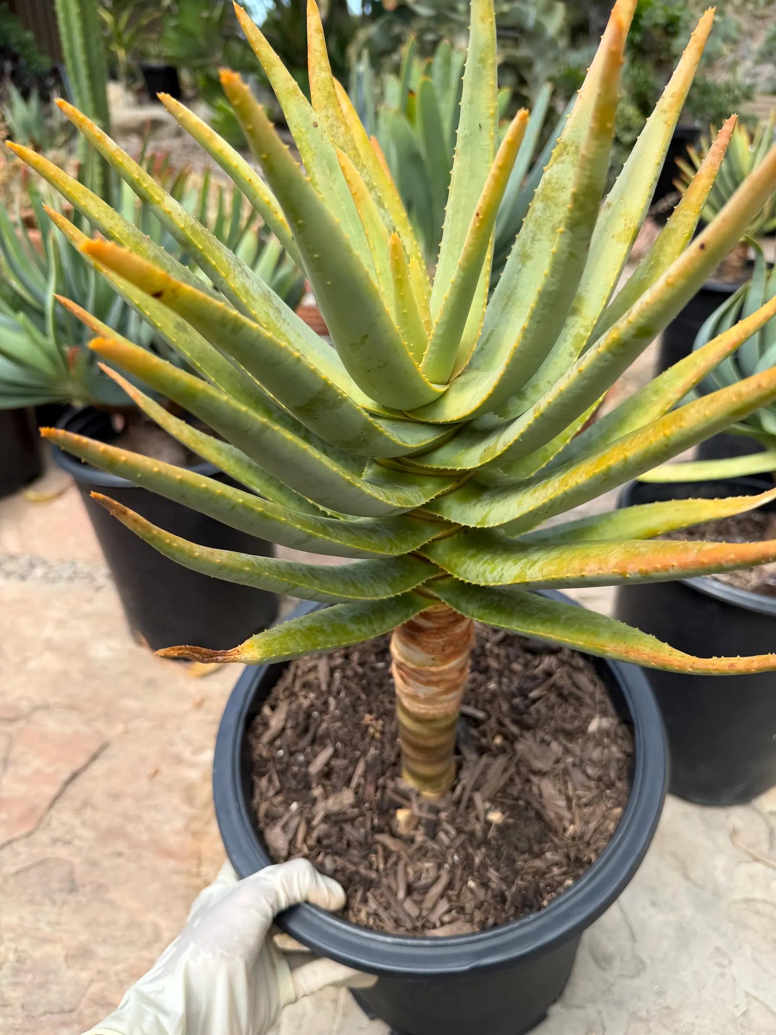 Seed Grown Aloe Dichotoma Tree Form | Live Aloe Plant #108