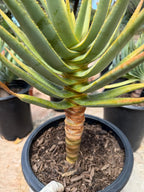 Seed Grown Aloe Dichotoma Tree Form | Live Aloe Plant #108