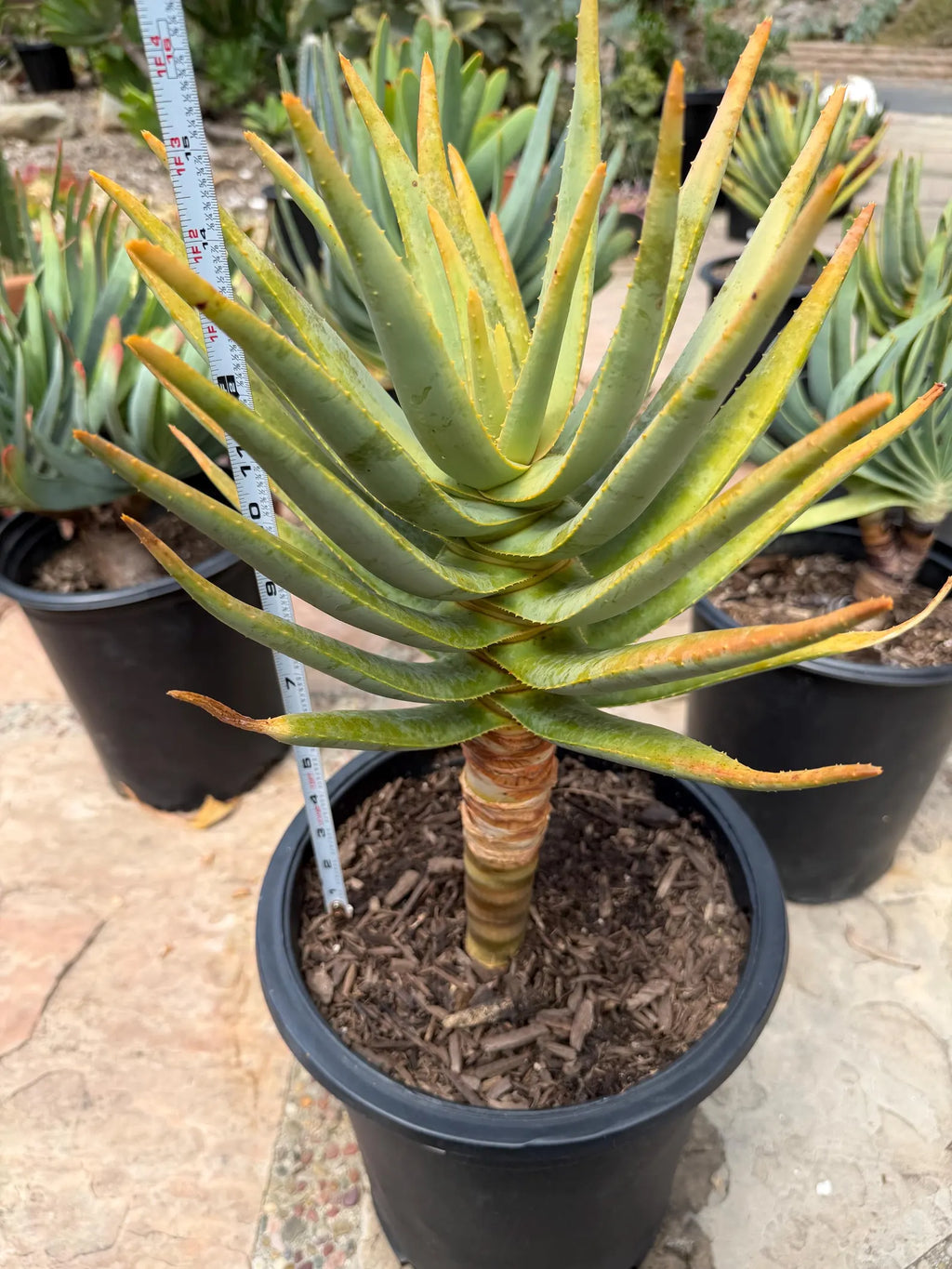 Seed-Grown Aloe Dichotoma Tree Form #108