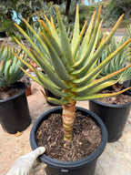 Seed-Grown Aloe Dichotoma Tree Form #108