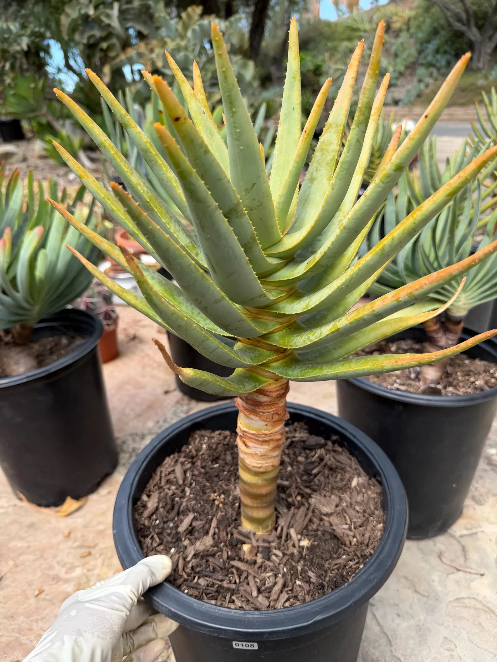 Seed-Grown Aloe Dichotoma Tree Form #108