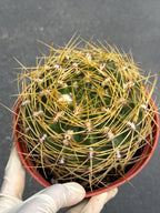 6" Gymnocalycium Multiflorum | Rare Live Cactus | Basket Spine Collector Plant | Large Gymnocalycium | Live Plant