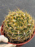6" Gymnocalycium Multiflorum | Rare Live Cactus | Basket Spine Collector Plant | Large Gymnocalycium | Live Plant