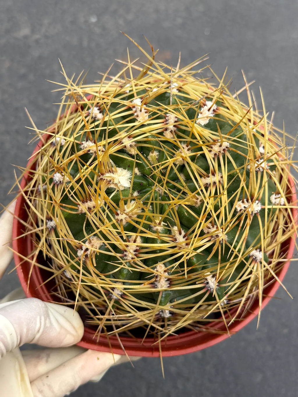 6" Gymnocalycium Multiflorum | Rare Live Cactus | Basket Spine Collector Plant | Large Gymnocalycium | Live Plant