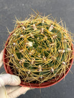 6" Gymnocalycium Multiflorum | Rare Live Cactus | Basket Spine Collector Plant | Large Gymnocalycium | Live Plant