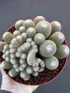 Mammillaria Perbella Monster Crested Cluster | Rare Live Cactus #870