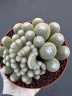 Mammillaria Perbella Monster Crested Cluster #870 | Rare Specimen Cactus | 6" Live Plant