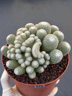 Mammillaria Perbella Monster Crested Cluster #870 | Rare Specimen Cactus | 6" Live Plant
