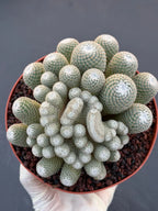 Mammillaria Perbella Monster Crested Cluster | Rare Live Cactus #870