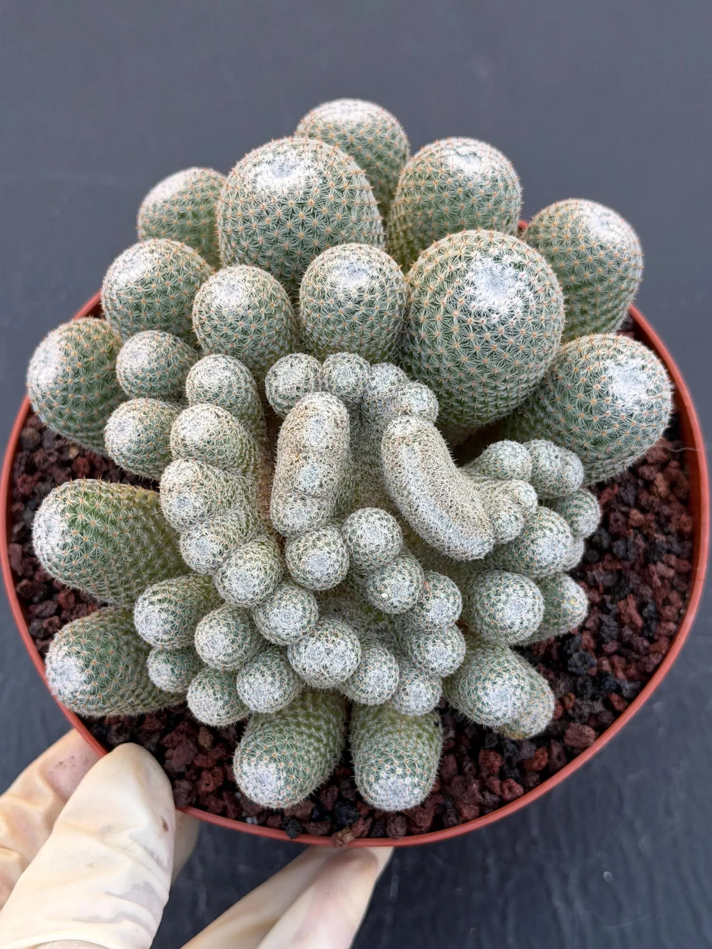 Mammillaria Perbella Monster Crested Cluster | Rare Live Cactus #870