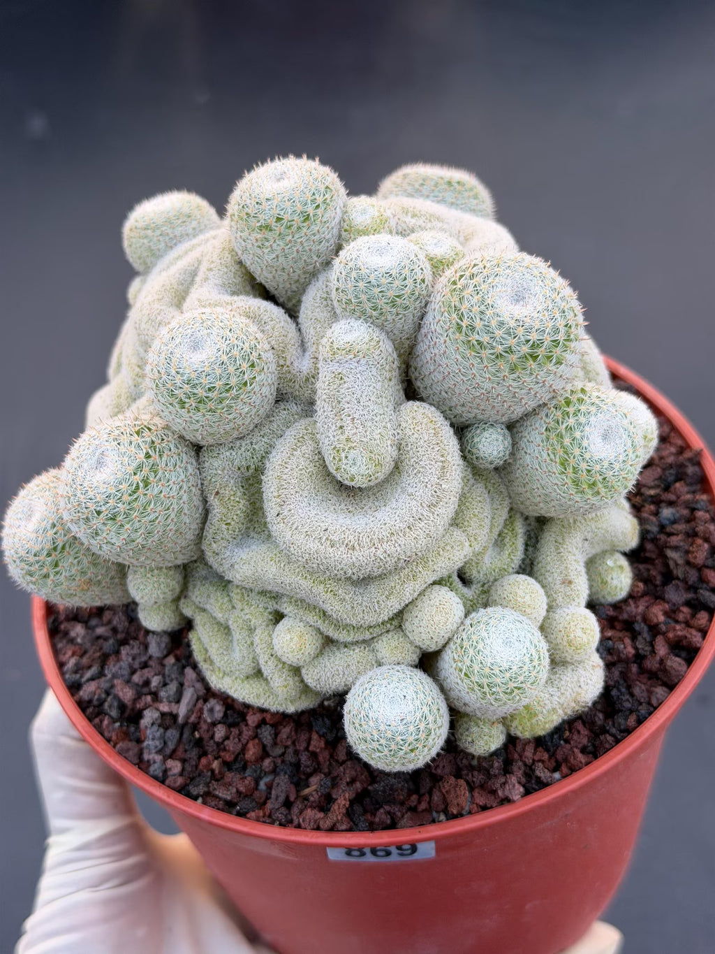 Mammillaria Perbella Crested Cluster #869 | Rare Live Cactus Specimen