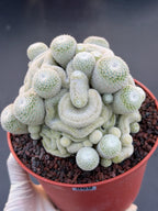 Mammillaria Perbella Crested Cluster #869 | Rare Live Cactus Specimen