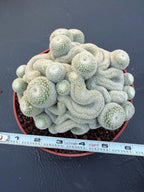 Mammillaria Perbella Crested Cluster #869 | Rare Live Cactus Specimen