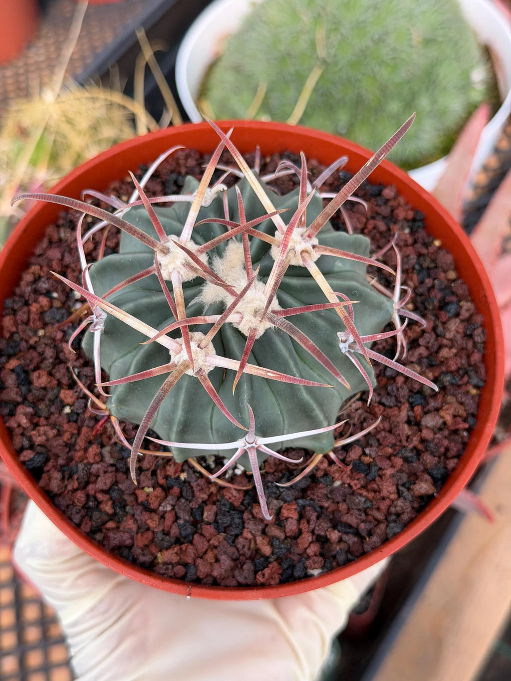 Horse Crippler Cactus | Seed Grown Echinocactus texensis | Rare Live Barrel Cactus #64