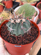 Horse Crippler Cactus | Seed Grown Echinocactus texensis | Rare Live Barrel Cactus #64