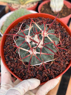 Horse Crippler Cactus | Seed Grown Echinocactus texensis | Rare Live Barrel Cactus #64