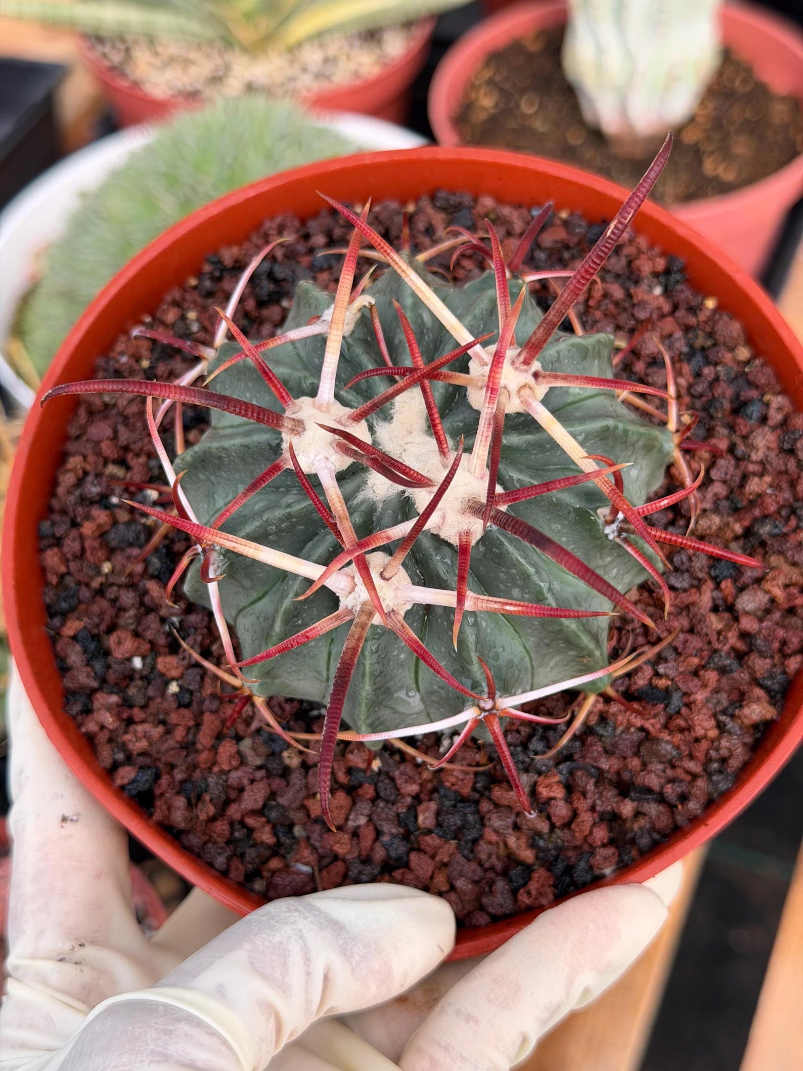 Horse Crippler Cactus | Seed Grown Echinocactus texensis | Rare Live Barrel Cactus #64