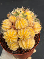 6" Variegated Gymnocalycium Cluster #852