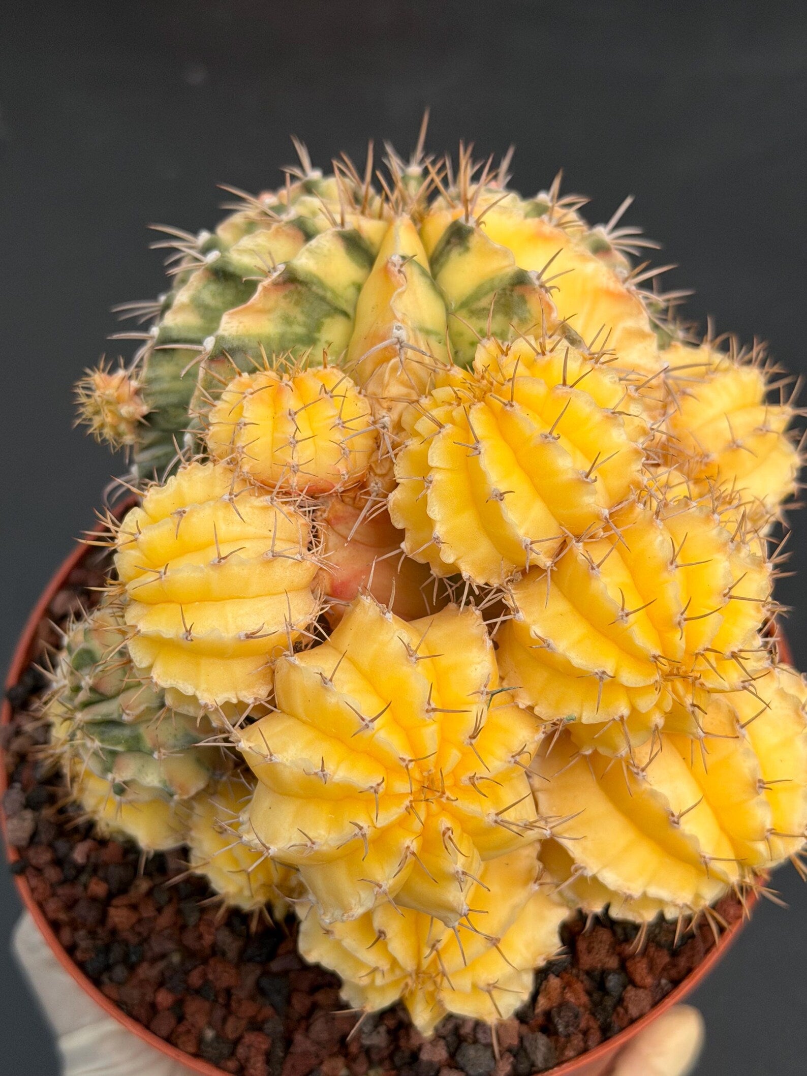 6" Variegated Gymnocalycium Cluster #852