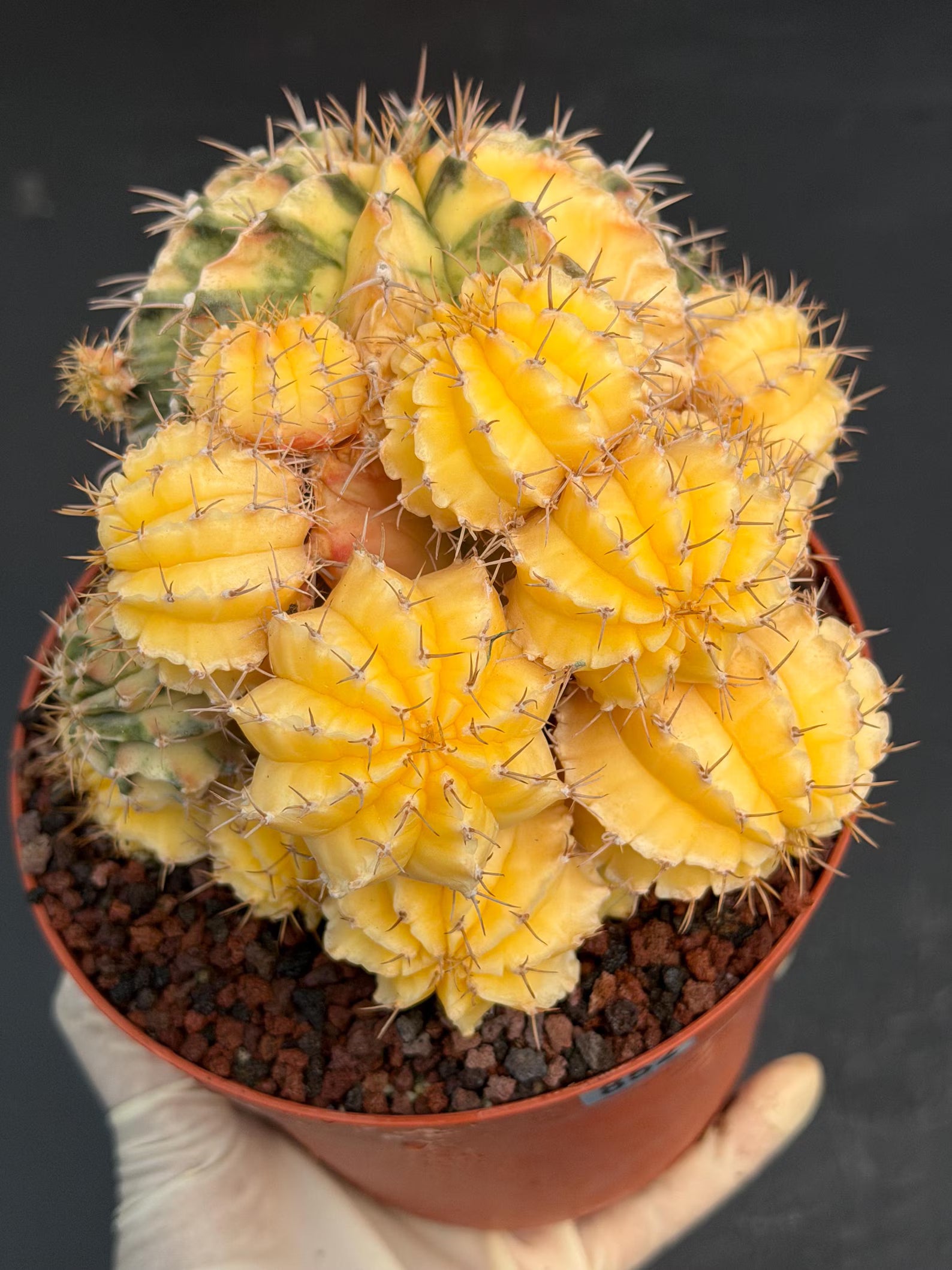 6" Variegated Gymnocalycium Cluster #852