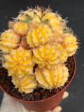 6" Variegated Gymnocalycium Cluster #852