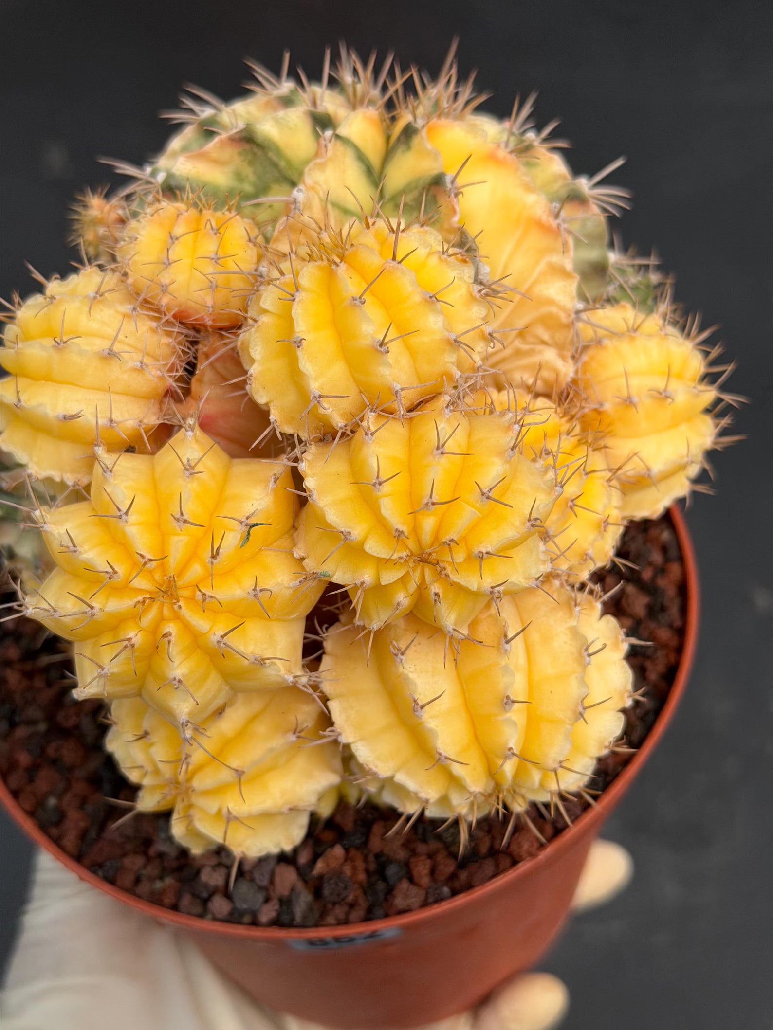 6" Variegated Gymnocalycium Cluster #852
