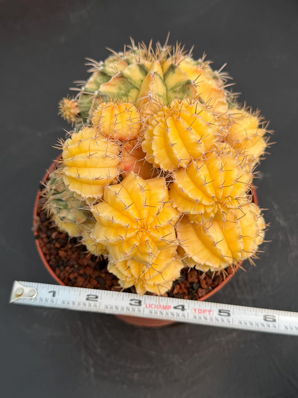 6" Variegated Gymnocalycium Cluster #852