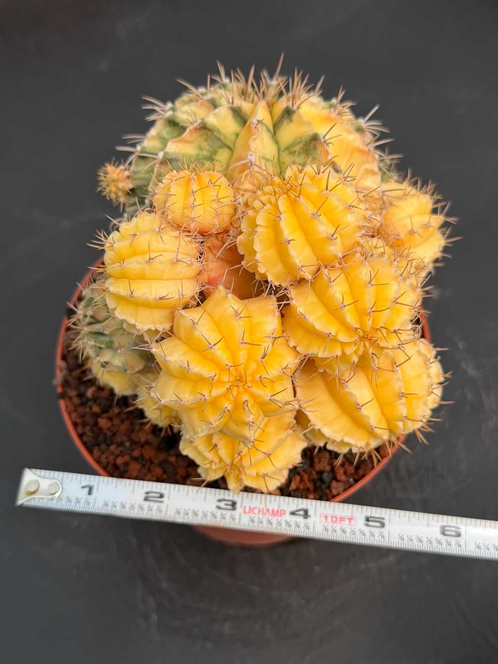 6" Variegated Gymnocalycium Cluster #852