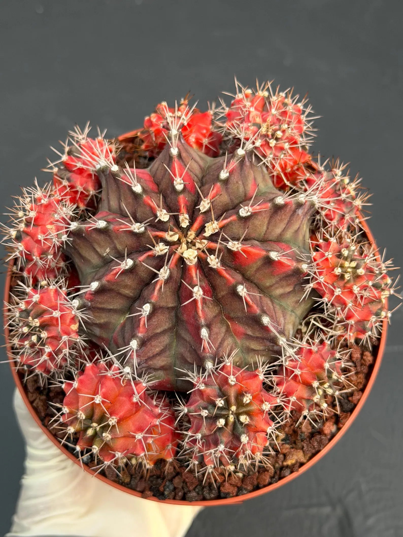 6” Variegated Gymnocalicium Cluster #847| Live Cactus | Live Plant
