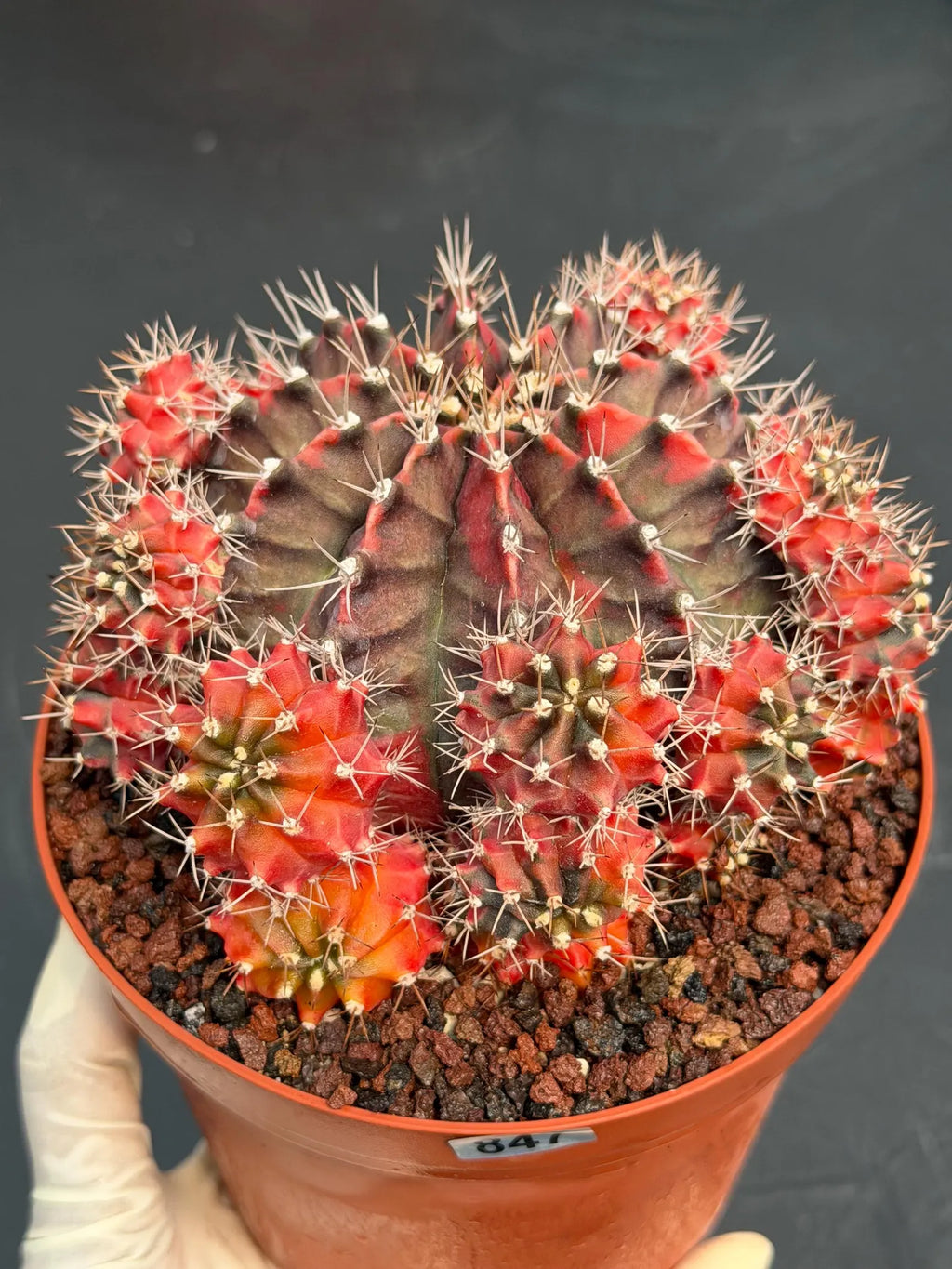 6” Variegated Gymnocalicium Cluster #847| Live Cactus | Live Plant