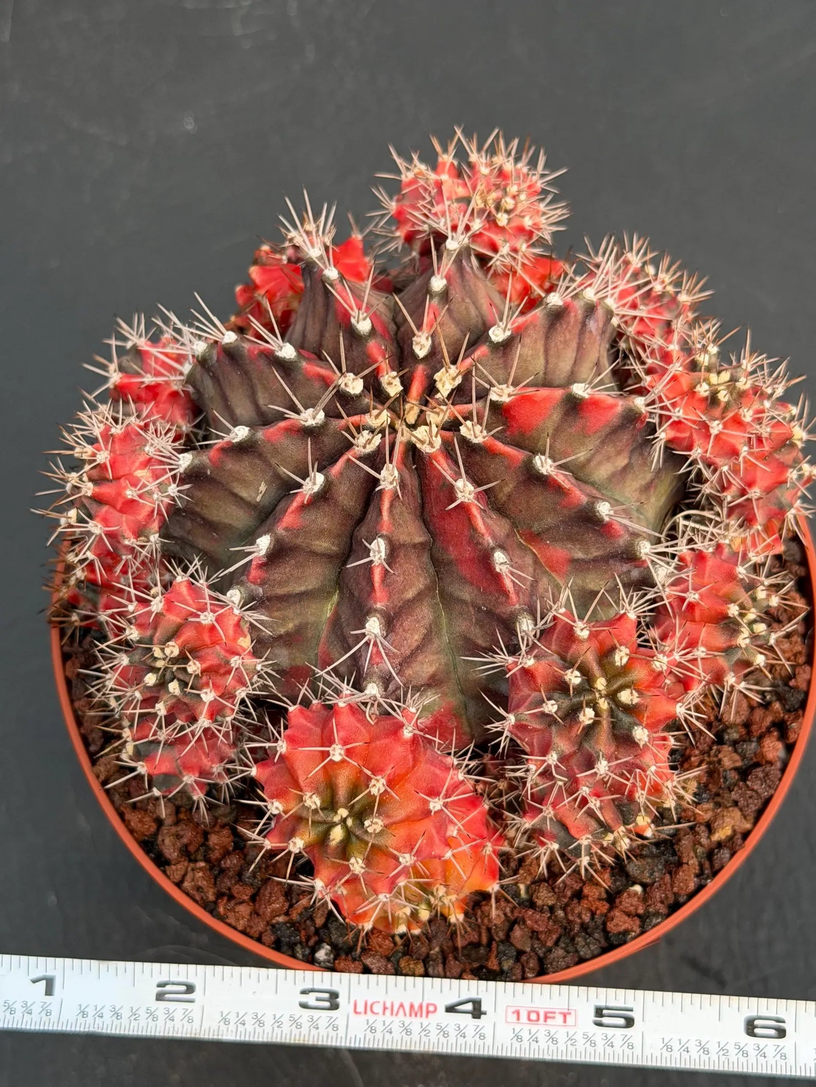 6” Variegated Gymnocalicium Cluster #847| Live Cactus | Live Plant
