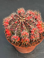 6” Variegated Gymnocalicium Cluster #847| Live Cactus | Live Plant